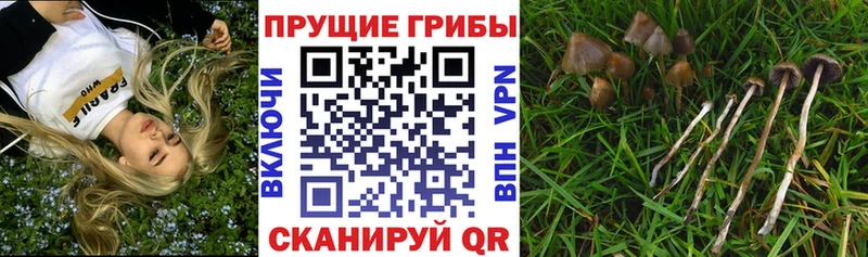 закладка  Суздаль  Псилоцибиновые грибы прущие грибы 